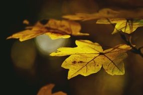 stunning Foliage Autumn