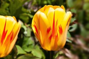 yellow red tulips in the garden