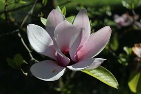 light pink magnolia in sunlight close up