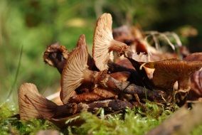 delightful brown Mushrooms Forest