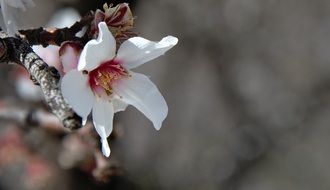white tree flower bloom
