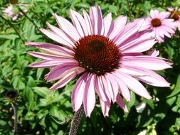 Close-up of the beautiful and colorful gerbera flower with pink petals