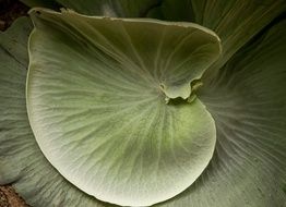 beautiful staghorn fern