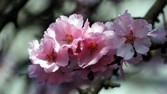 pink flowers of a peach tree close-up