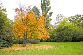 tree with yellow leaves next to green trees