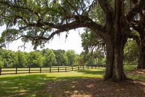 ancient oak near horse pasture