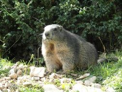 magnificent Marmot near a bush on a sunny day