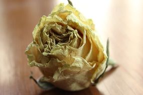 yellow rose like a herbarium