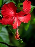 scarlet blooming hibiscus