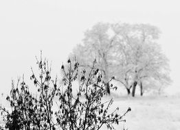 bush on the winter field