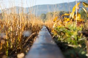 Grass on a Railroad track