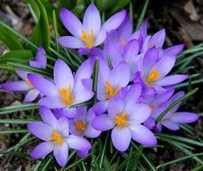 purple Crocus Beautiful Plant