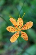 orchid flower in the botanical garden of Singapore