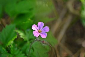 geranium, Pink wildflower