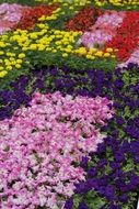 flowerbed with different colorful flowers in the garden