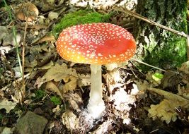 Fly-agaric red mushroom on the forest floor close-up
