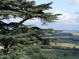 green cedar near the field