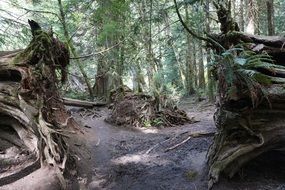 Landscape of Cathedral Grove
