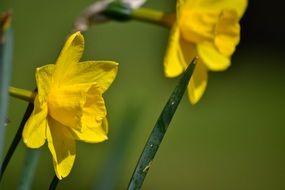 two yellow daffodils in the photo