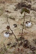 cotton plant with white capsule