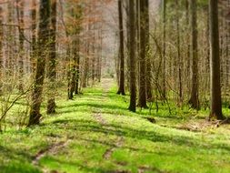 tiny Forest Path in Trees