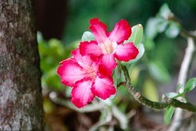 bush with bright red flowers close-up on a blurred background