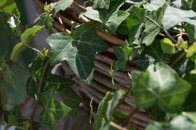 ivy as a climbing plant