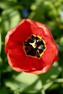 open red poppy bud