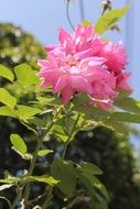 expanded rose flower