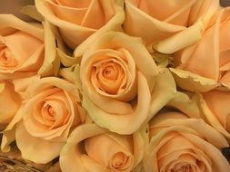 Bouquet of Rose Flower