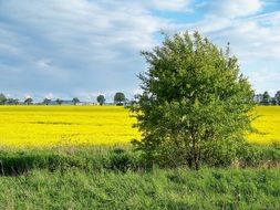yellow green field and a lonely tree
