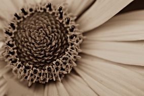 Black and white macro photo of the beautiful spring flower