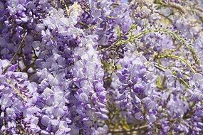 pale purple lush wisteria close-up