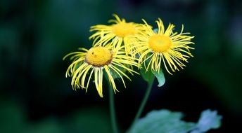 magnificent Daisy Flower