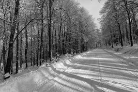 Grey photo of forest in winter