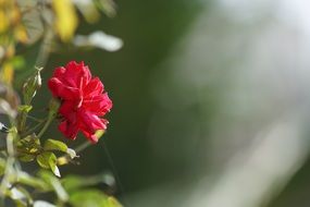 red rose with buds on a blurred background