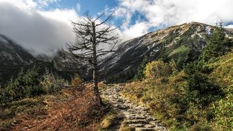 perfect beauty Tree Dead