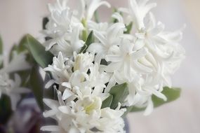 white hyacinth in the room