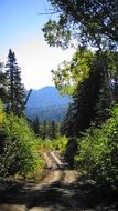 Landscape of the forest path at sunny day