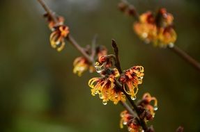 awesome Witch Hazel Flowers