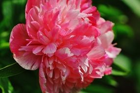 pink peony on blurry background close-up