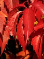 fascinating Red Leaves in the sun close-up