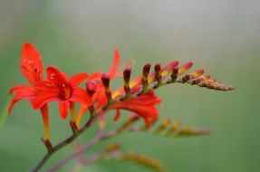 red flowers of a garden bush at blurred background