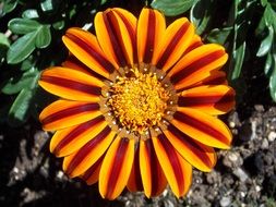 Orange and red gazania