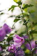 pale purple mallow on a bush close-up