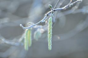 branch with oblong buds in winter