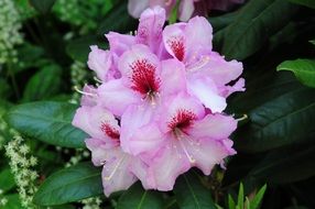 Pink rhododendron flower bloom