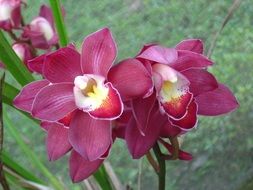 burgundy orchid in lush bloom close-up
