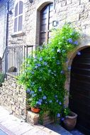 bushes with blue flowers near houses in italy