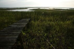 dawn over a boardwalk amidst nature